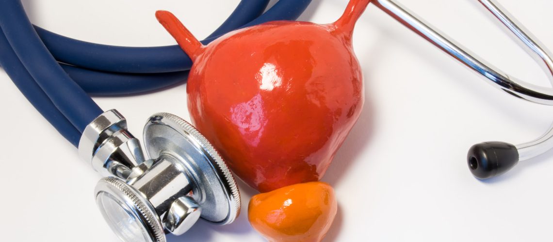 Anatomical shape of bladder and prostate near the stethoscope, w